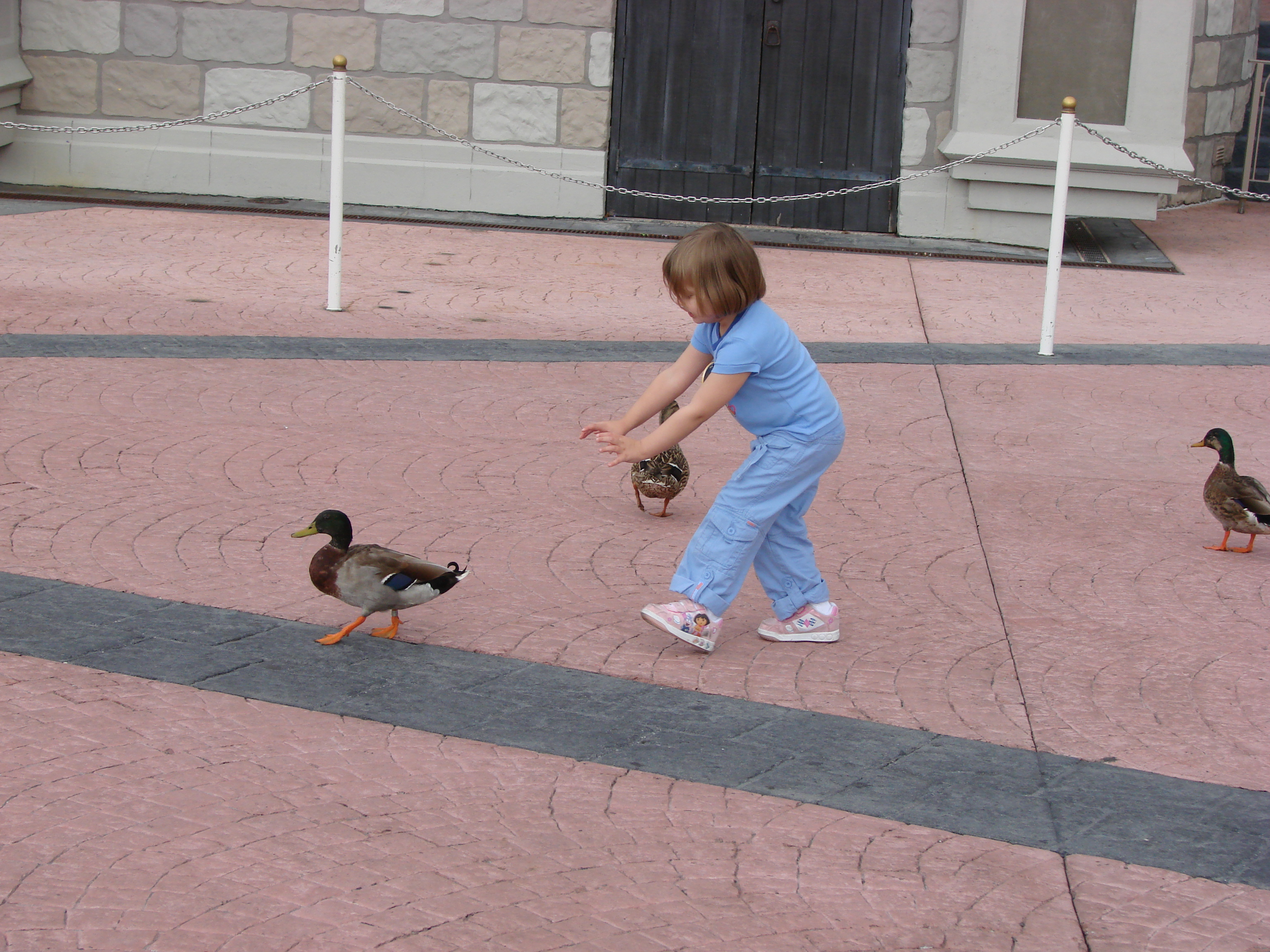 Wild duck chase in the Magic Kingdom!