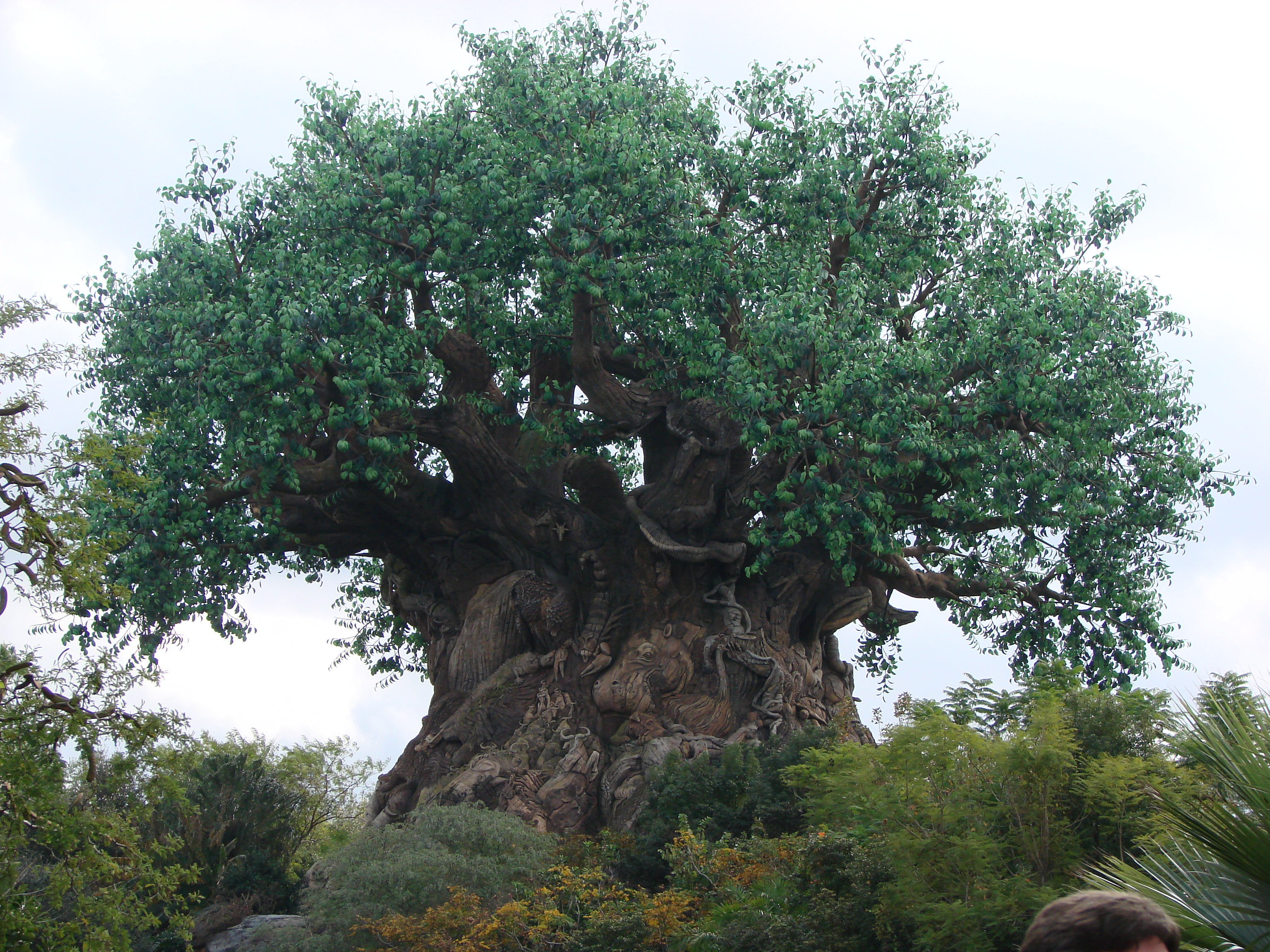 The iconic Tree of Life in Disney's Animal Kingdom!
