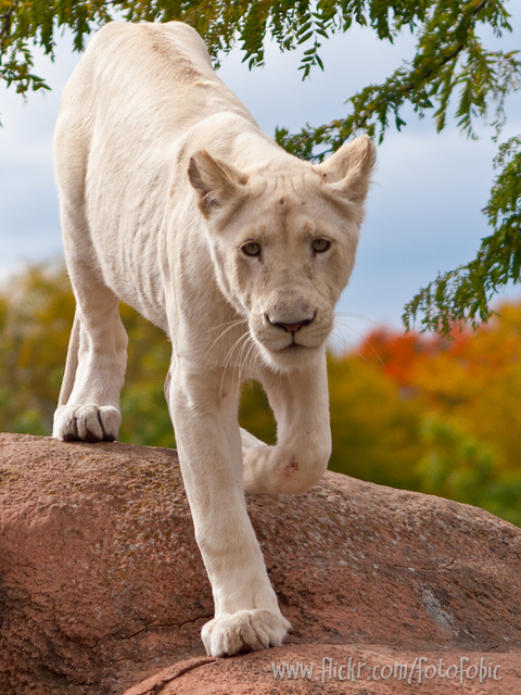 Rare white lion